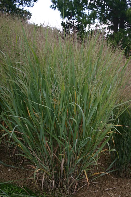 Panicum virgatum Dallas Blue 001.jpg